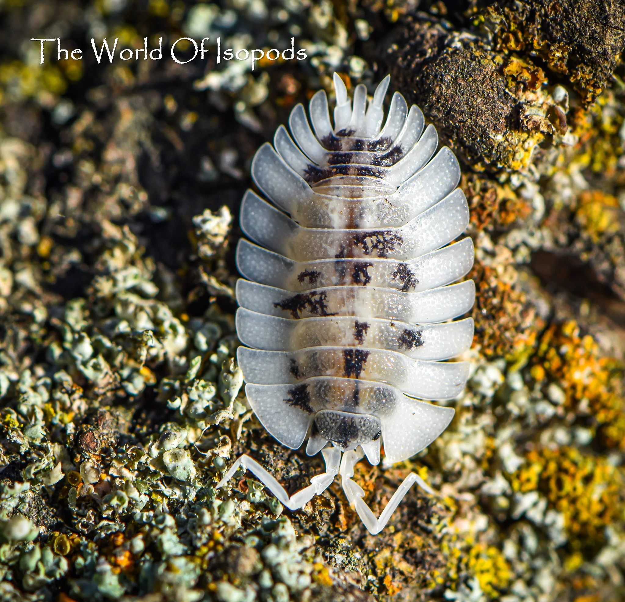 Isopods