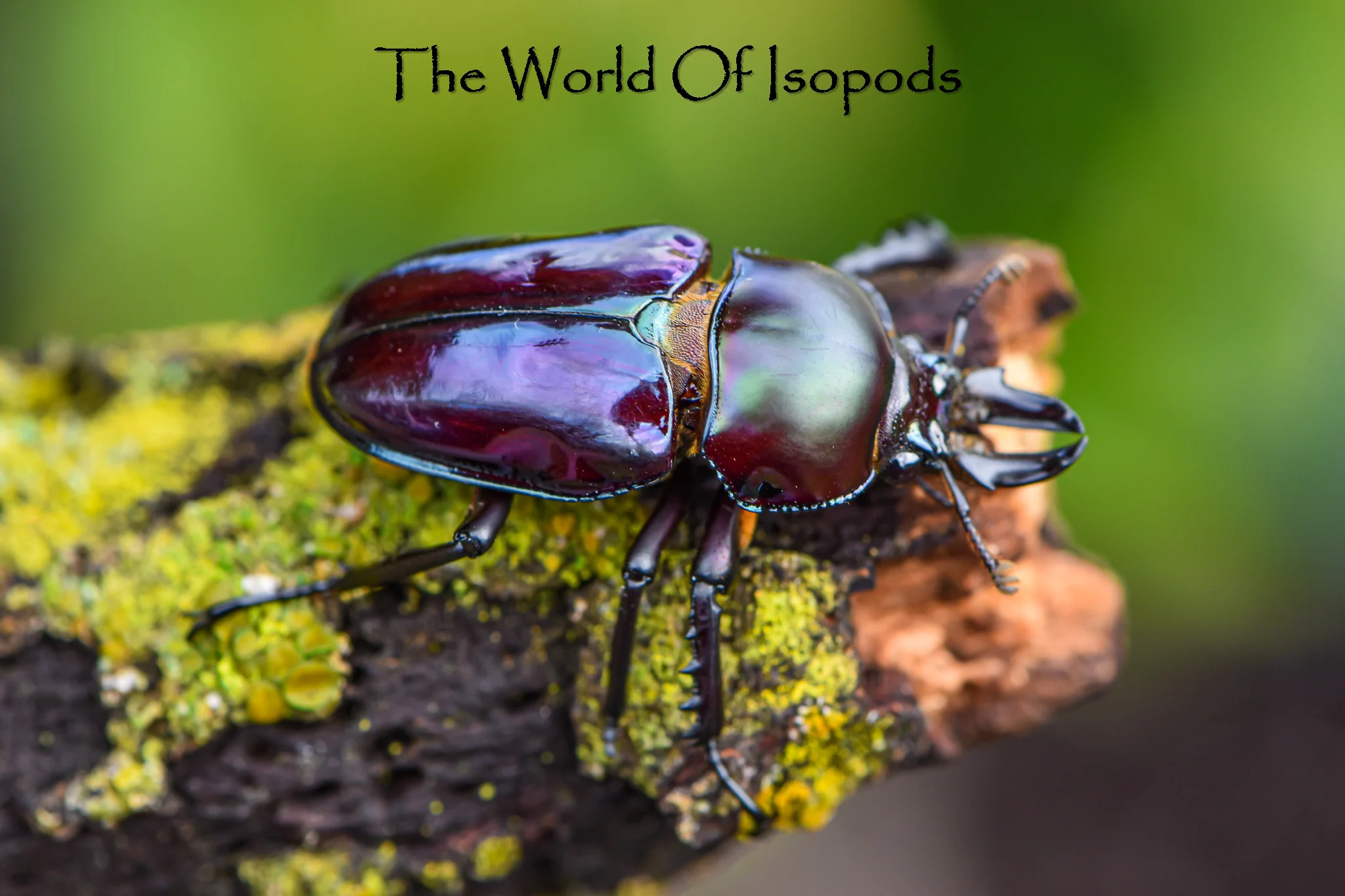 Other Invertebrates